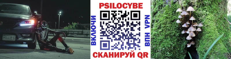 Галлюциногенные грибы Cubensis  Бабаево 